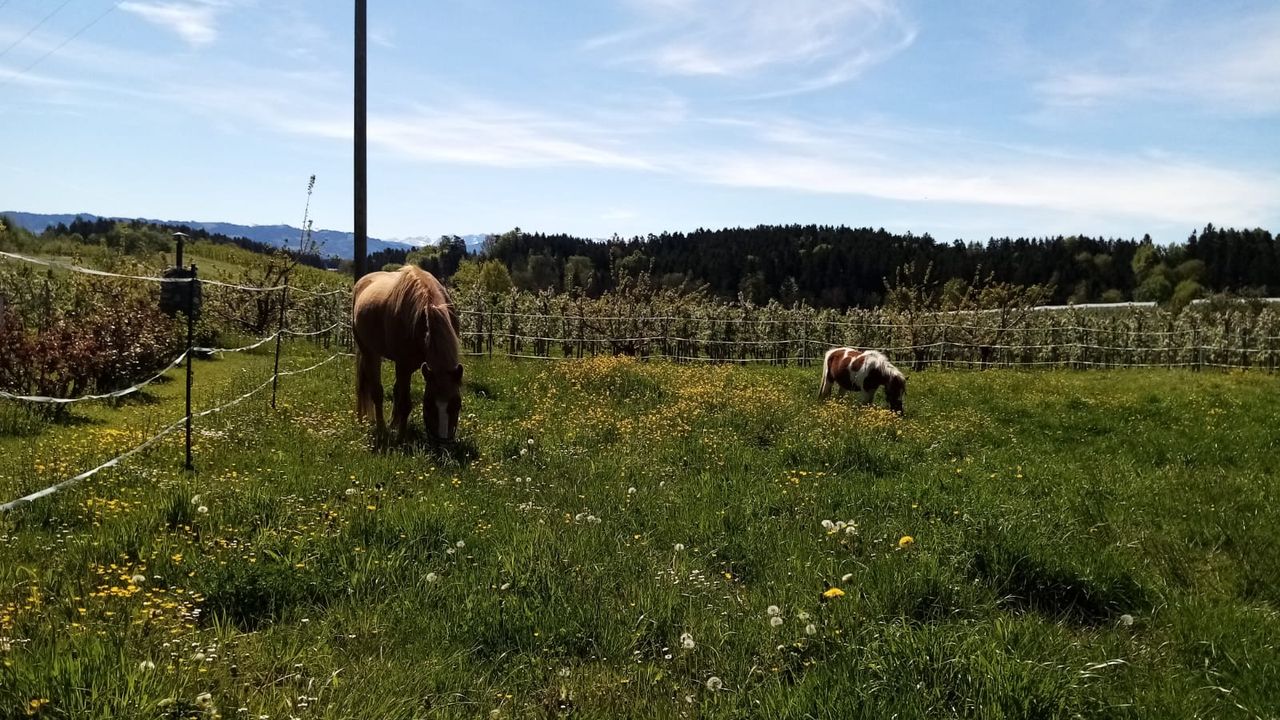 unsere Ponys unsere Ponys
